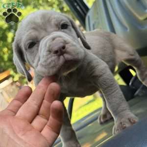 Mack, Neapolitan Mastiff Puppy