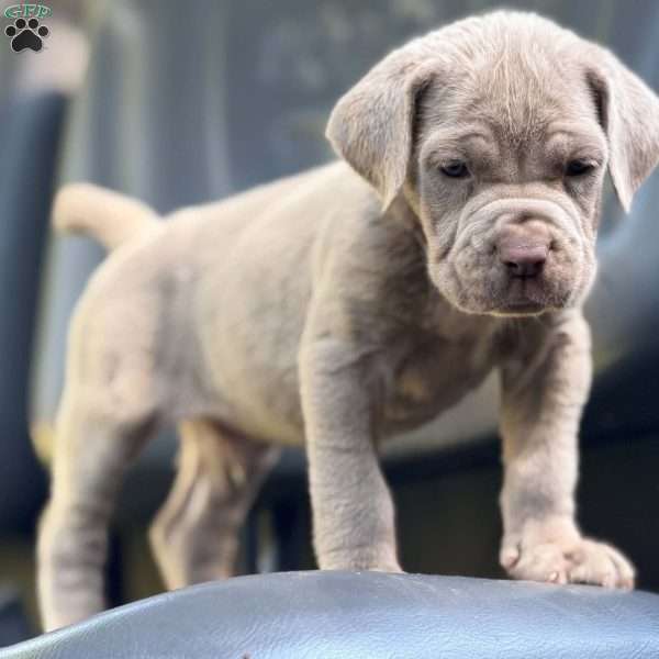 Mack, Neapolitan Mastiff Puppy