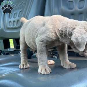 Mack, Neapolitan Mastiff Puppy
