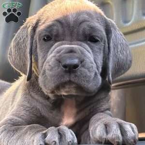 Sara, Neapolitan Mastiff Puppy