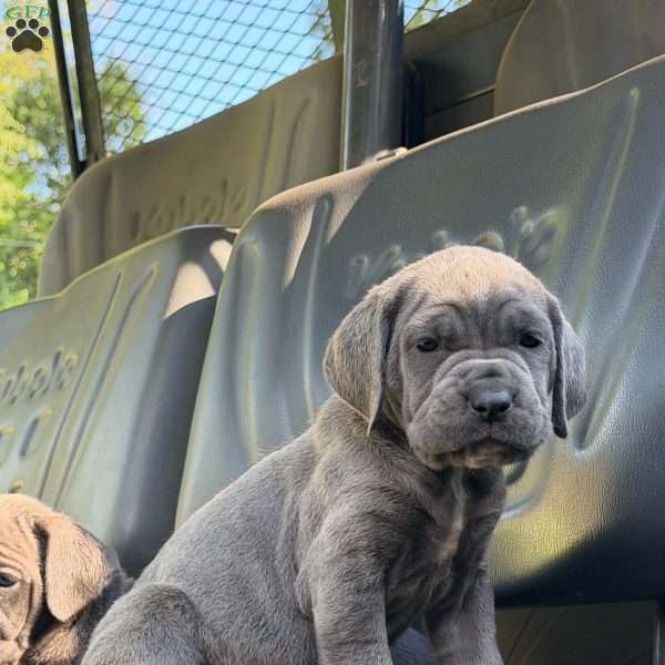 Sara, Neapolitan Mastiff Puppy