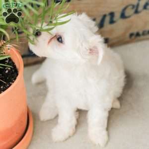 Willow, Maltese Puppy
