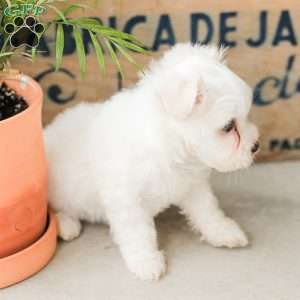 Willow, Maltese Puppy