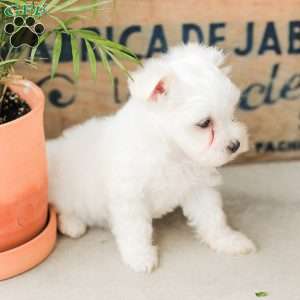 Willow, Maltese Puppy