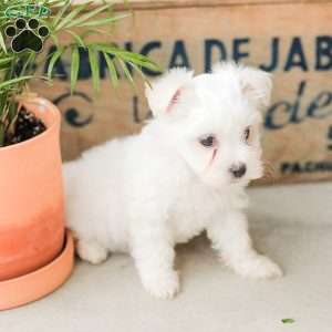 Willow, Maltese Puppy