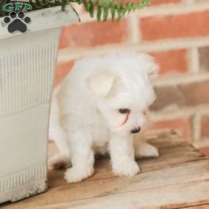 Willow, Maltese Puppy