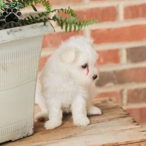 Willow, Maltese Puppy