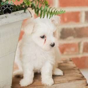 Willow, Maltese Puppy