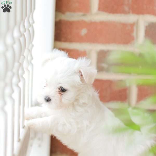 Lacey, Maltese Puppy