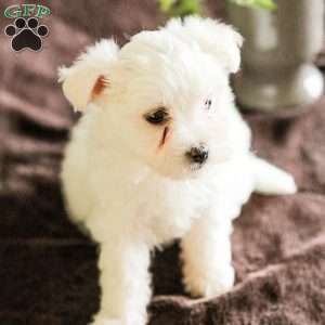 Willow, Maltese Puppy