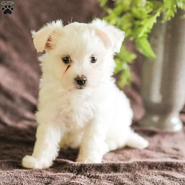 Willow, Maltese Puppy