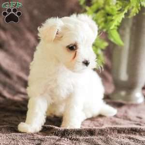 Willow, Maltese Puppy