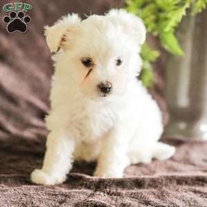Willow, Maltese Puppy