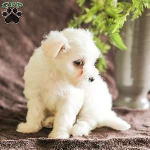 Willow, Maltese Puppy