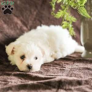 Willow, Maltese Puppy