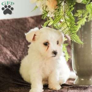 Willow, Maltese Puppy
