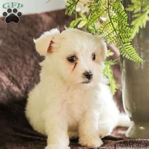 Willow, Maltese Puppy