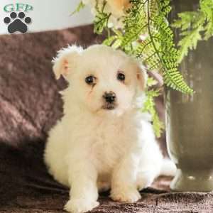 Willow, Maltese Puppy