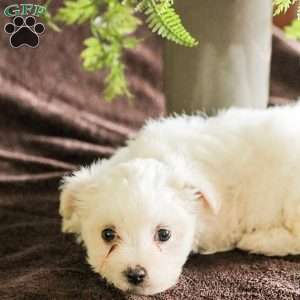 Willow, Maltese Puppy