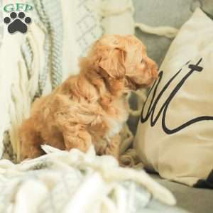 Lila, Maltipoo Puppy