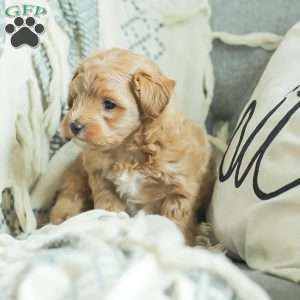 Lila, Maltipoo Puppy