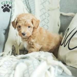 Lila, Maltipoo Puppy
