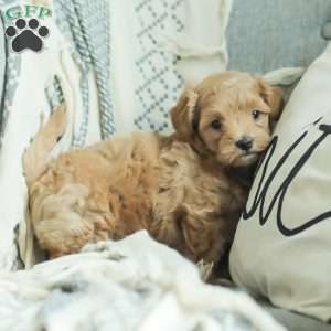 Lila, Maltipoo Puppy