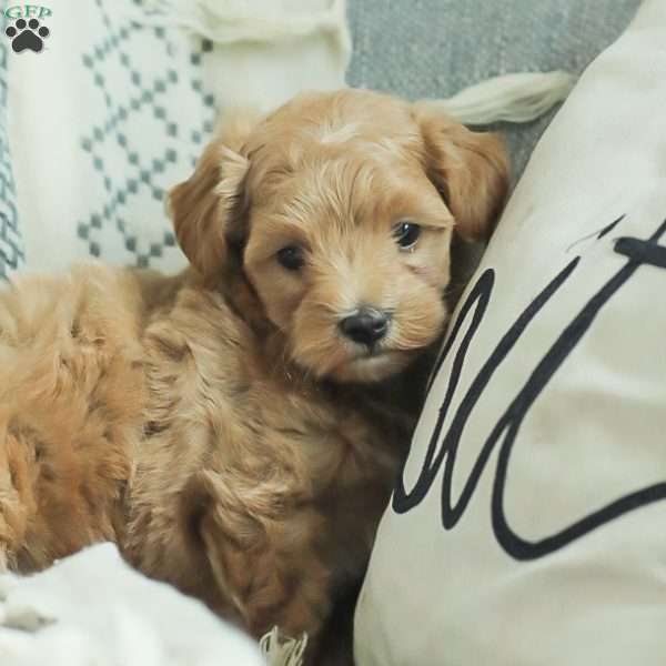 Lila, Maltipoo Puppy