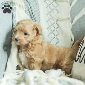 Lila, Maltipoo Puppy