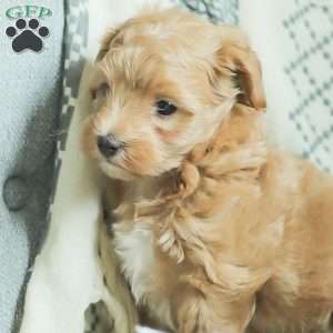 Lila, Maltipoo Puppy