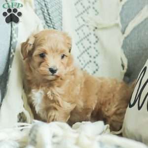 Lila, Maltipoo Puppy