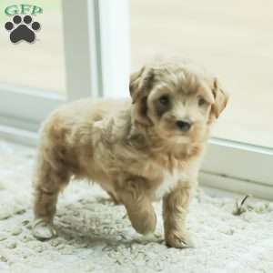 Lila, Maltipoo Puppy