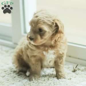 Lila, Maltipoo Puppy