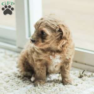 Lila, Maltipoo Puppy