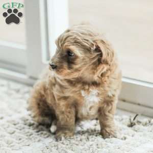 Lila, Maltipoo Puppy