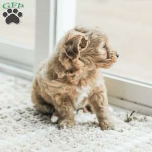 Lila, Maltipoo Puppy