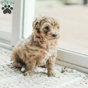 Lila, Maltipoo Puppy