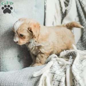 Lola, Maltipoo Puppy