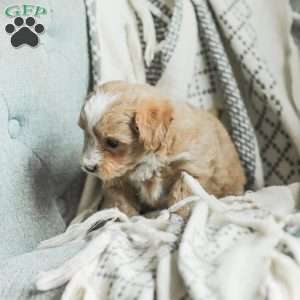 Lola, Maltipoo Puppy