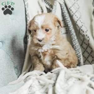 Lola, Maltipoo Puppy