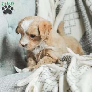 Lola, Maltipoo Puppy