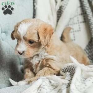 Lola, Maltipoo Puppy
