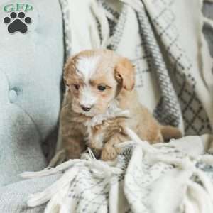 Lola, Maltipoo Puppy
