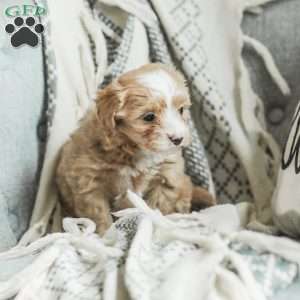 Lola, Maltipoo Puppy