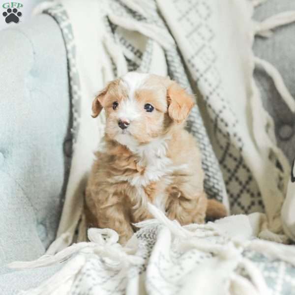 Lola, Maltipoo Puppy