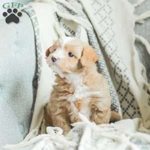 Lola, Maltipoo Puppy