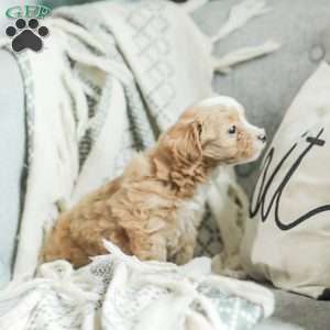 Lola, Maltipoo Puppy