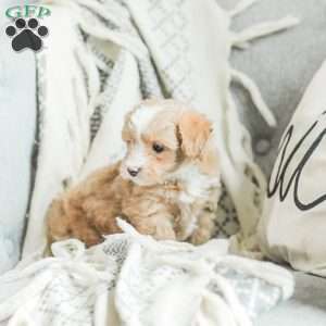 Lola, Maltipoo Puppy
