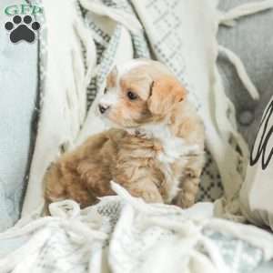 Lola, Maltipoo Puppy