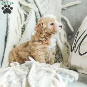 Lola, Maltipoo Puppy